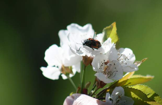 priotitarias sustentable